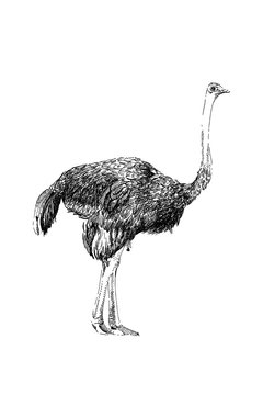 Ostrich hand drawn illustrations