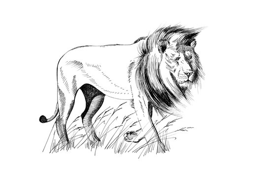 Lion hand drawn illustrations