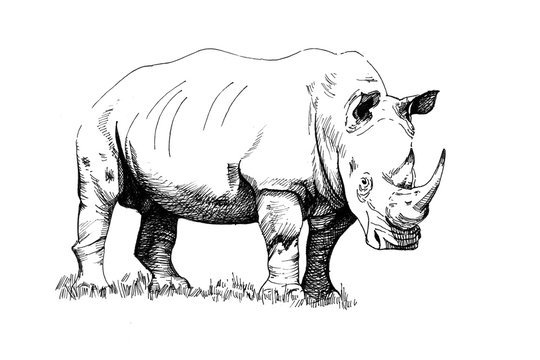 Rhino hand drawn illustrations