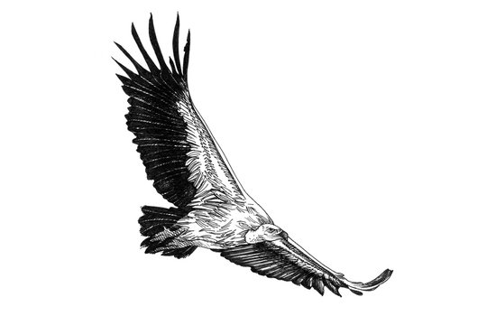 Vulture hand drawn illustrations