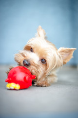 Yorkie Playing with a Rubber Toy