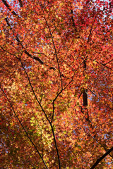 colorful Maple tree in autumn