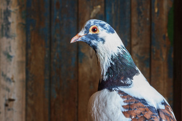 beautiful pigeon on the background of old boards