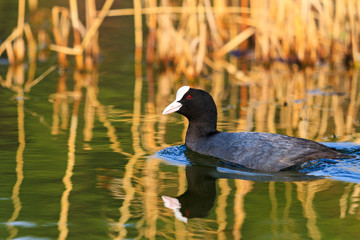 coot swims in the lake with reflection