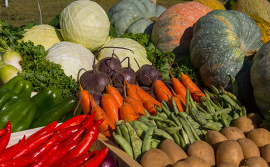 Exhibition of ripe vegetables. Vintage at the exhibition of agricultural products. Vintage farm,...