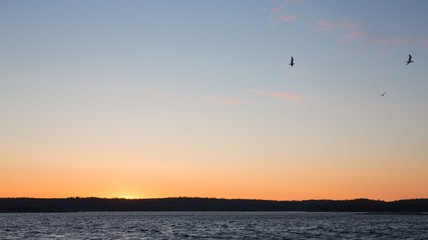 Outside the forest, the sun rises and birds fly over the water