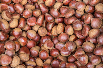 Chestnut in box