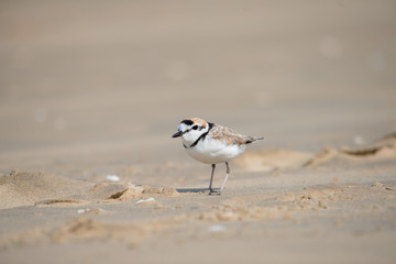 Malaysian plover is a small wader that nests on beaches and salt flats in Southeast Asia.