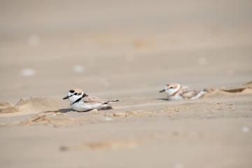 Malaysian plover is a small wader that nests on beaches and salt flats in Southeast Asia.