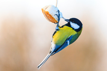 forest bird eats fat in a severe frost