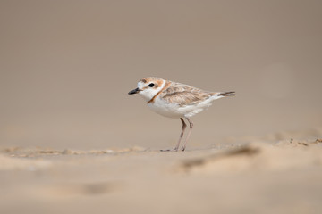 Malaysian plover is a small wader that nests on beaches and salt flats in Southeast Asia.