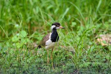 Obraz na płótnie Canvas Red-wattled lapwing is an Asian lapwing or large plover, a wader in the family Charadriidae. They are ground birds that are incapable of perching.