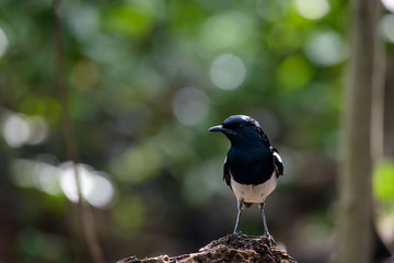 Oriental magpie-robin, they are common birds in urban gardens as well as forests.