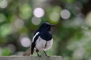 Oriental magpie-robin, they are common birds in urban gardens as well as forests.