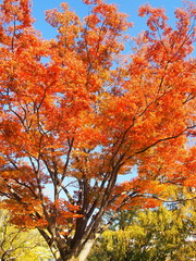 欅の黄葉と青空