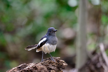 Oriental magpie-robin, they are common birds in urban gardens as well as forests.