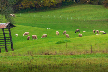 Obraz premium Sheep grazing, Slovenia