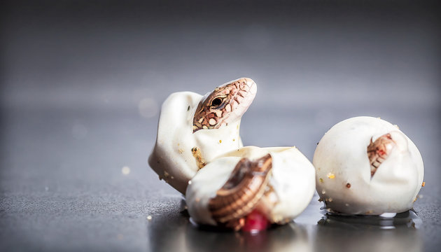Little Sand lizards hatching from an eggs, selective focus