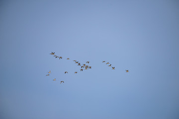 Group of bird Flying with blue sky