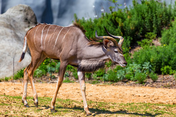 Male Greater kudu or Tragelaphus strepsiceros in zoo