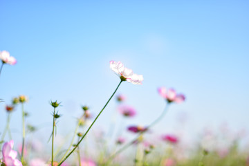 白いコスモスと青空