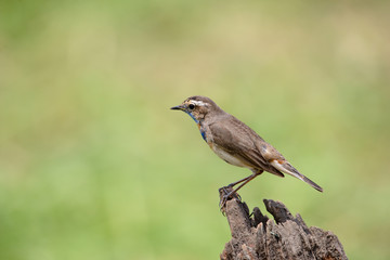 Male Bluethroats from Alaska, Bluethroat is one of the handful of birds that breed in North America and winter in Asia.