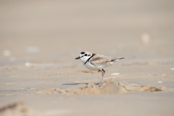 Malaysian plover is a small wader that nests on beaches and salt flats in Southeast Asia.
