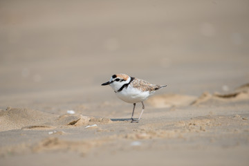 Malaysian plover is a small wader that nests on beaches and salt flats in Southeast Asia.