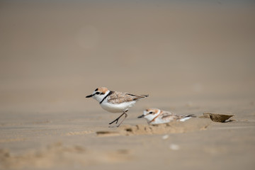 Malaysian plover is a small wader that nests on beaches and salt flats in Southeast Asia.