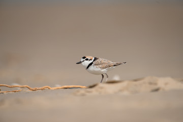 Malaysian plover is a small wader that nests on beaches and salt flats in Southeast Asia.