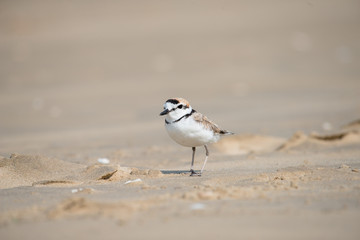 Malaysian plover is a small wader that nests on beaches and salt flats in Southeast Asia.