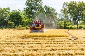 Combine harvester in action on rice field. Harvesting is the process of gathering a ripe crop