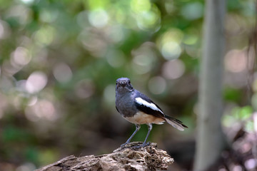 Oriental magpie-robin, they are common birds in urban gardens as well as forests.