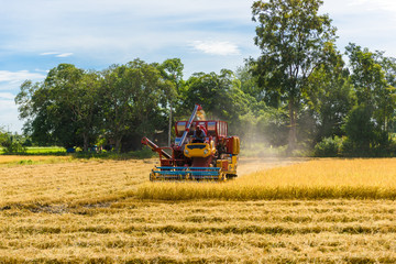 Combine harvester in action on rice field. Harvesting is the process of gathering a ripe crop