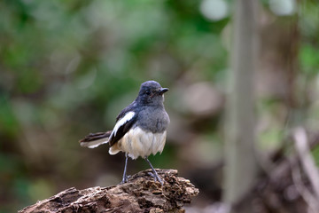 Oriental magpie-robin, they are common birds in urban gardens as well as forests.