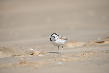 Malaysian plover is a small wader that nests on beaches and salt flats in Southeast Asia.
