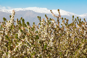 Cherry blossom in Jerte Valley, Caceres. Spring in Spain