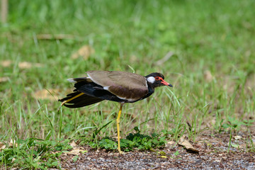 Red-wattled lapwing is an Asian lapwing or large plover, a wader in the family Charadriidae. They are ground birds that are incapable of perching.