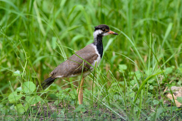 Red-wattled lapwing is an Asian lapwing or large plover, a wader in the family Charadriidae. They are ground birds that are incapable of perching.