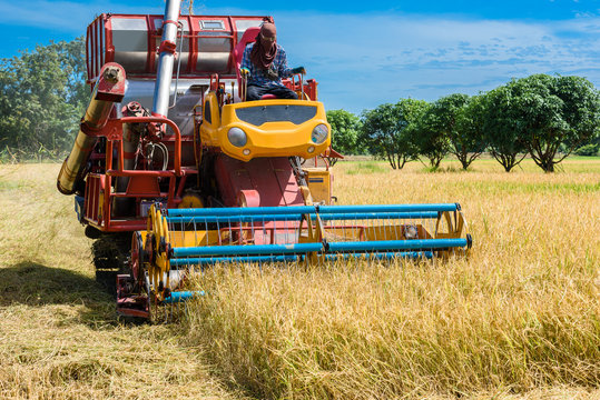 Combine harvester in action on rice field. Harvesting is the process of gathering a ripe crop