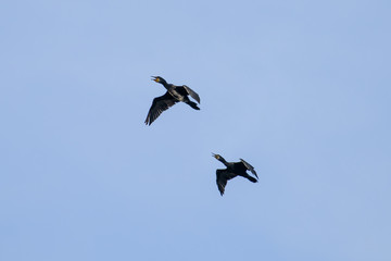 Couple of Cormorant Flying with blue sky