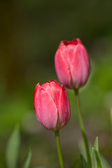 red tulips in the garden