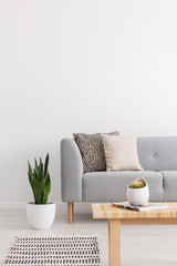 Plant next to grey couch with cushions in living room interior with rug and wooden table. Real photo