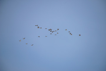 Group of bird Flying with blue sky