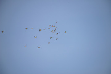 Group of bird Flying with blue sky