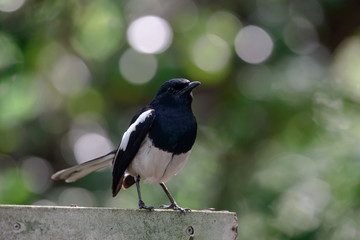 Oriental magpie-robin, they are common birds in urban gardens as well as forests.