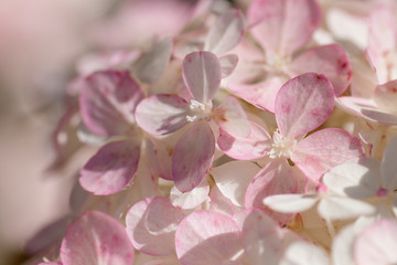 pink hydrangea flowers on a pink background