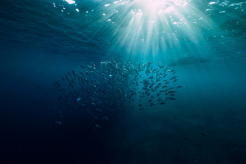 Underwater wild world with tuna school fishes and beautiful sun light