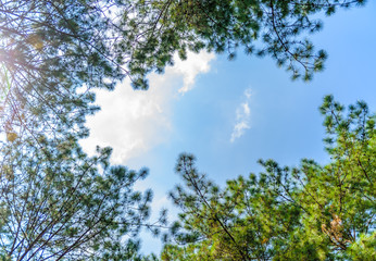 Green leaves on trees with a blue sky and white clouds in the spring afternoon