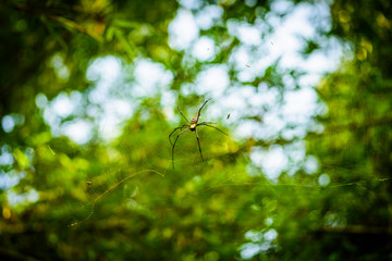 Golden Silk Orb Weaver (Nephila) or Giant wood spiders, or Banana spiders. Big colorful spider on its web in forest